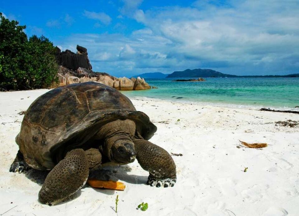 Сейшельские острова открылись для туристов: правила въезда