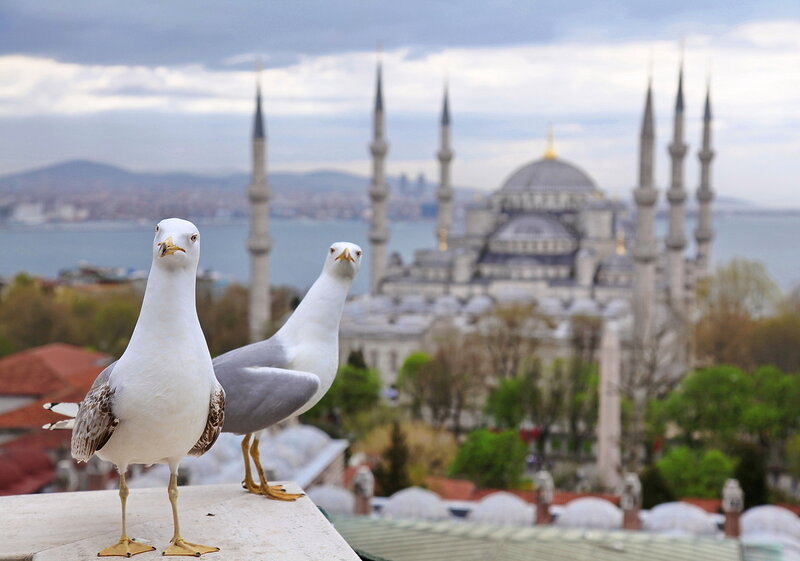 TRT Avaz - Timeline Photos Bird, Timeline photos, Animals