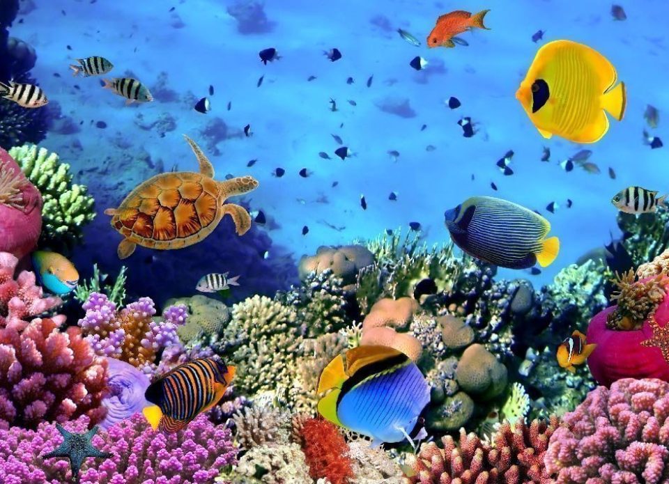 В Дубае появится крупнейший в мире туристический искусственный риф