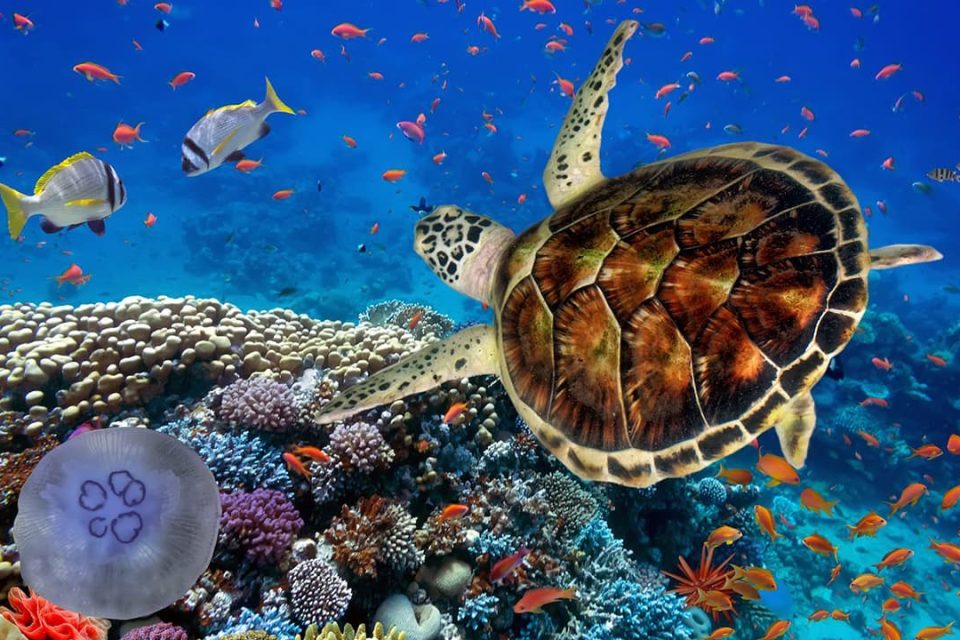 С октября чартерная авиапрограмма свяжет Минск и Марса-Алам (Египет)