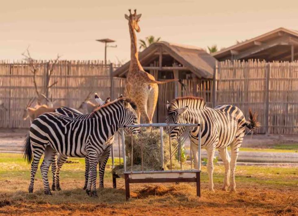 Dubai Safari Park возобновляет работу
