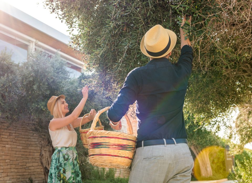 Отель Cap St Georges Hotel & Resort приглашает принять участие в сборе оливок в собственном саду курорта