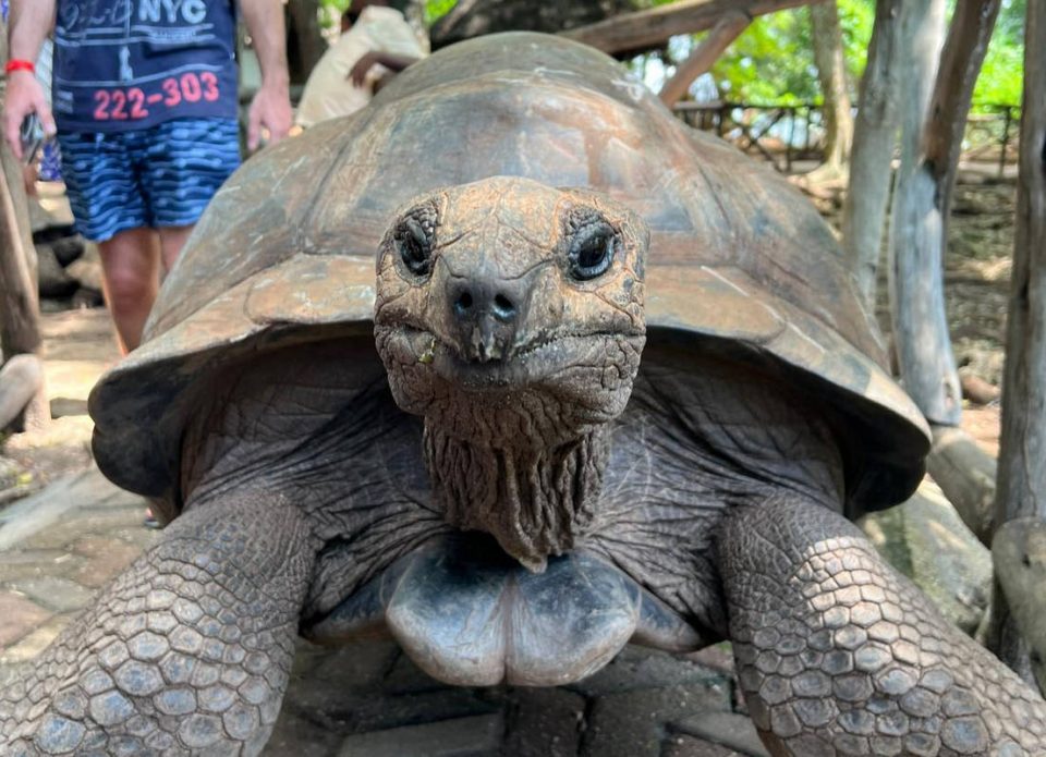 Сколько стоят туры на Занзибар в сезоне 2025-2026 с вылетом из Минска?