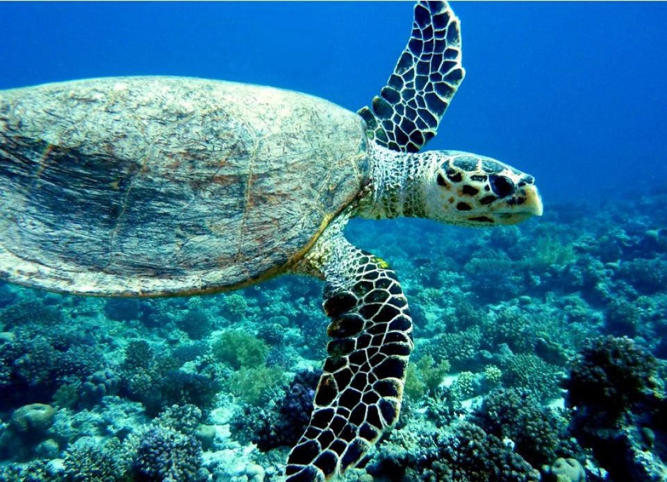 Лучшие отели для яркого отдыха в Марса-Алам