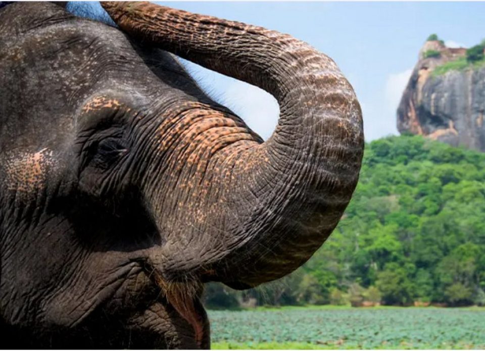 «АэроБелСервис» приглашает в эксклюзивный информационный тур на Шри-Ланку