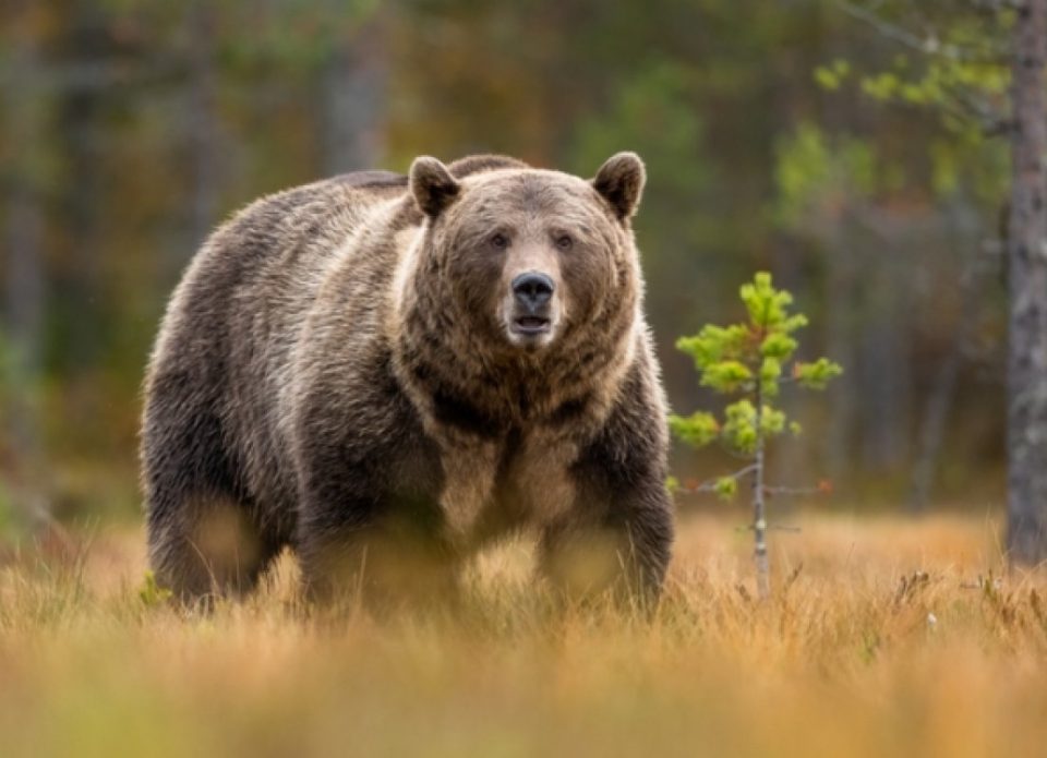 Прибыль от охотничьего туризма в Беларуси растет