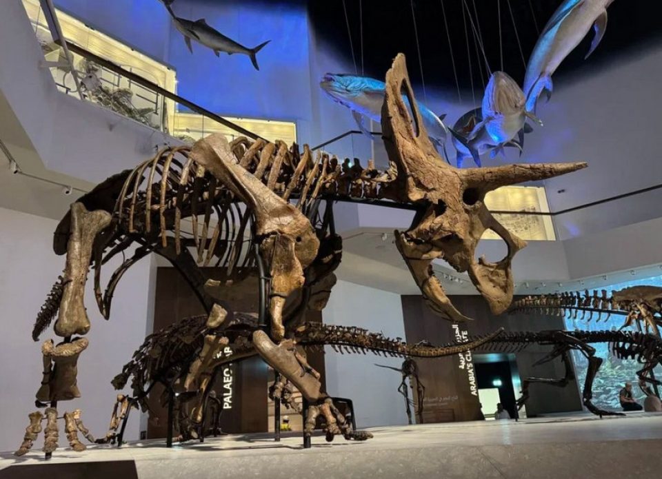 В Абу-Даби открылся Музей естественной истории Абу-Даби (Natural History Museum Abu-Dhabi)