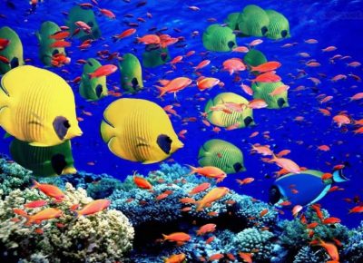 Туроператоры: «Курорты Хургада и Шарм-эль-Шейх остаются безопасными и спокойными!»