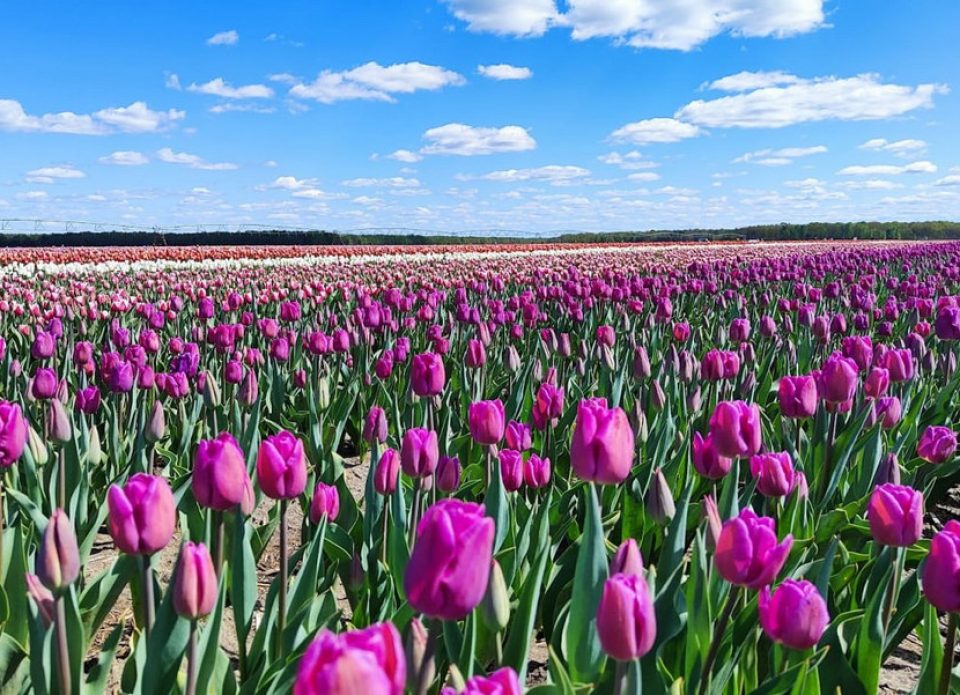 Экскурсионный хит весны в Беларуси – туры на поля с цветущими тюльпанами