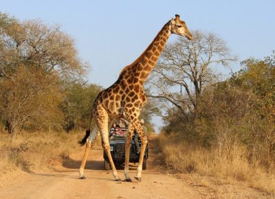 Парк Sharjah Safari возобновляет работу после летних каникул